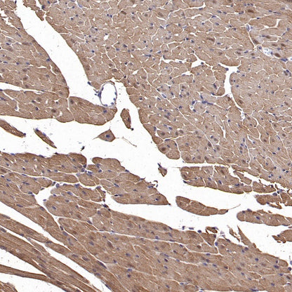 Lactate Dehydrogenase Rabbit Polyclonal Antibody