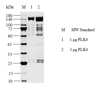 PLK4 GST&Flag Tag Protein, Human