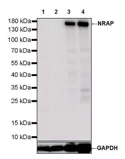 NRAP Recombinant Rabbit mAb (S-4533-5)