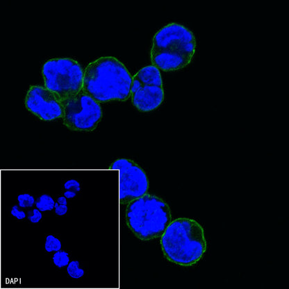 CD5 Mouse mAb (S-576-35)