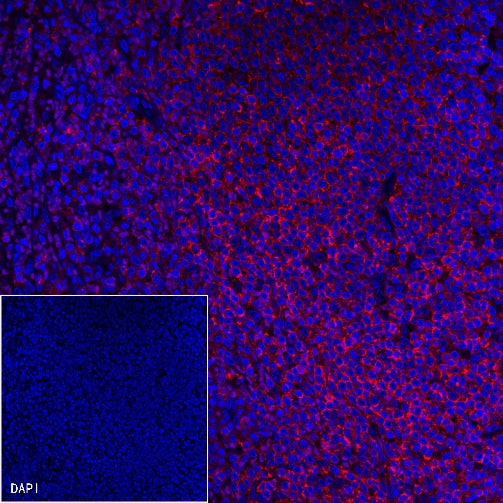 CD45 Recombinant Rabbit mAb (Alexa Fluor® 555 Conjugate) (S-R035)