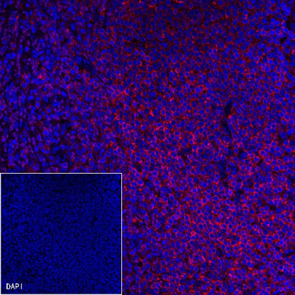 CD45 Recombinant Rabbit mAb (Alexa Fluor® 555 Conjugate) (S-R035)