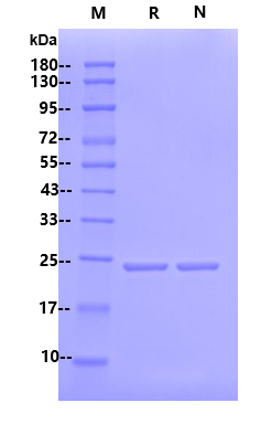 MSP1D1 Protein (Nanodisc), Human