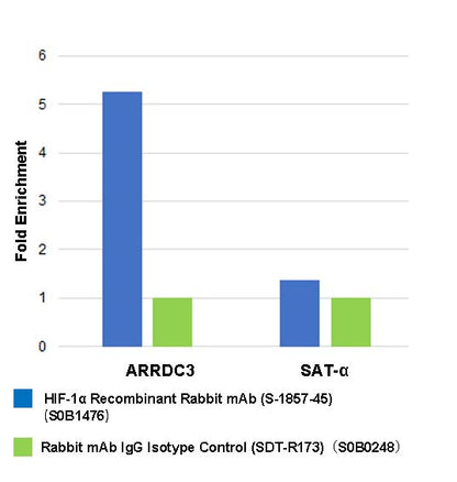 HIF-1α Recombinant Rabbit mAb (S-1857-45)