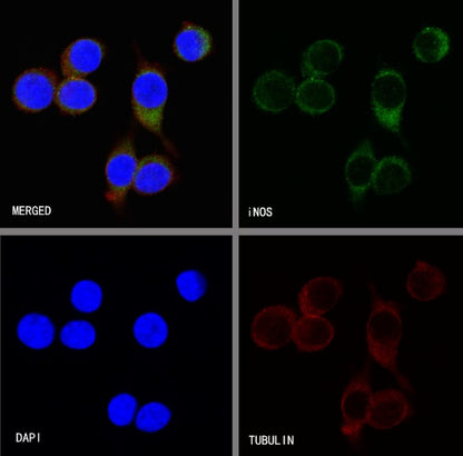 iNOS Recombinant Rabbit mAb (S-466-102)