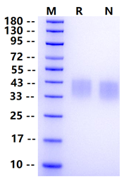 Biotinylated CD47 His&Avi Tag Protein, Mouse