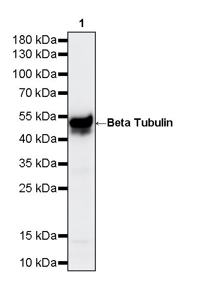 Beta Tubulin Recombinant Mouse mAb (S-5422)