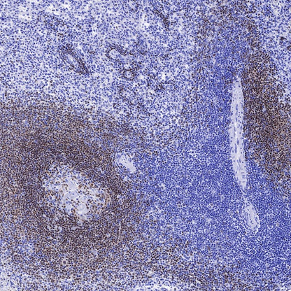 S-RMab® PAX5 Recombinant Rabbit mAb (SDT-R202)