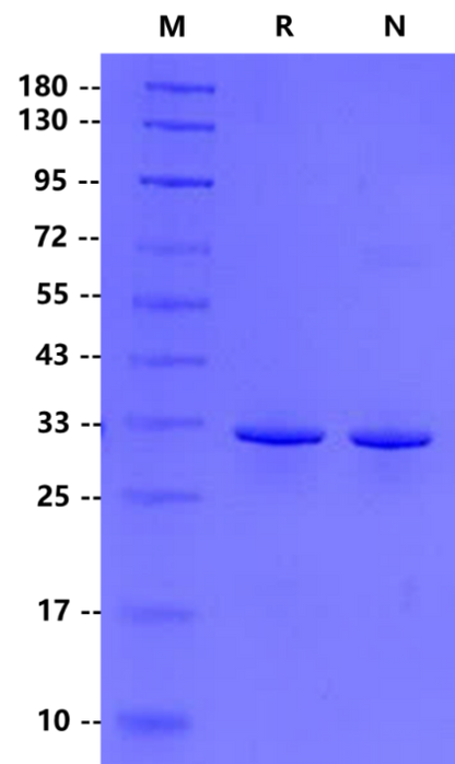 OSM Protein, Rat