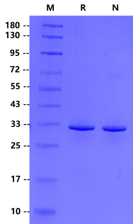 OSM Protein, Rat