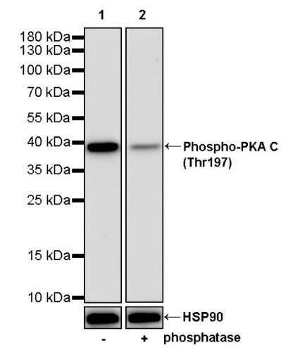 Phospho-PKA C (Thr197) Recombinant Rabbit mAb (S-1137-310)