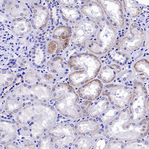 MFN1 Recombinant Rabbit mAb (S-2230-2)