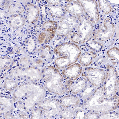 MFN1 Recombinant Rabbit mAb (S-2230-2)