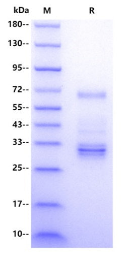 IGFBP5 hFC Tag Protein, Human