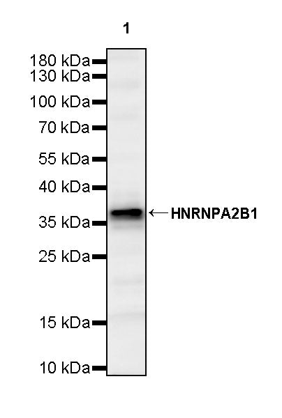 HNRNPA2B1 Mouse mAb