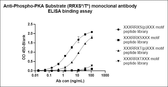 Phospho-PKA Substrate (RRXS*/T*) Recombinant Rabbit mAb (S-2623-148)