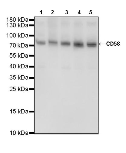 CD58 Recombinant Rabbit mAb (S-R295)