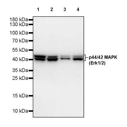 p44/42 MAPK (Erk1/2) Recombinant Rabbit mAb (S-3600)