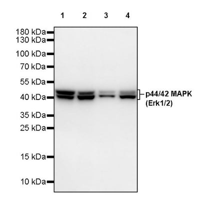 p44/42 MAPK (Erk1/2) Recombinant Rabbit mAb (S-3600)