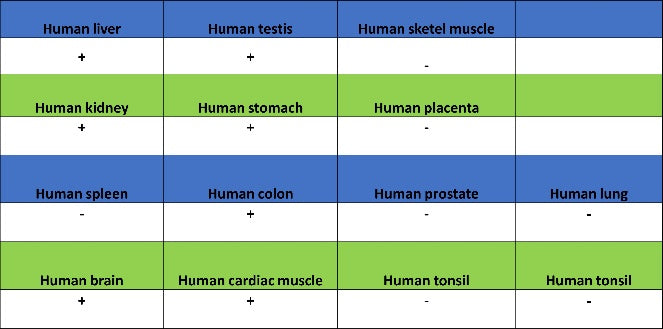 ATG12 Recombinant Rabbit mAb (S-1143-209)