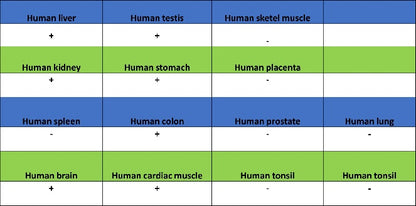 ATG12 Recombinant Rabbit mAb (S-1143-209)