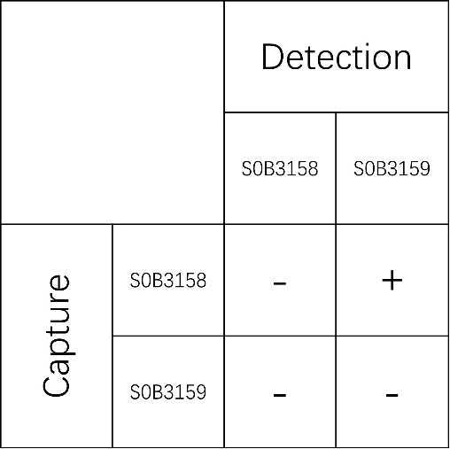 IL-4 Recombinant Rabbit mAb (SDT-505-81)