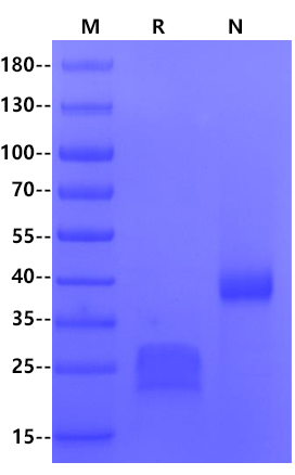 CD3 epsilon&CD3 delta Heterodimer Protein, His Tag&Tag Free, Human