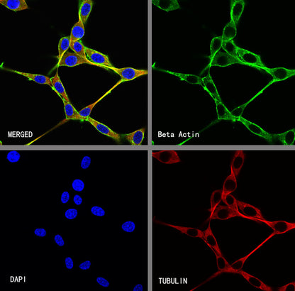 Beta Actin Recombinant Mouse mAb (S-5033)