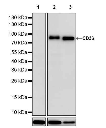 CD36 Recombinant Rabbit mAb (S-1028-127)