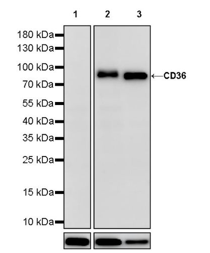 CD36 Recombinant Rabbit mAb (S-1028-127)