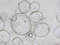 Cholangiocyte Organoid Expansion Culture Medium, Mouse
