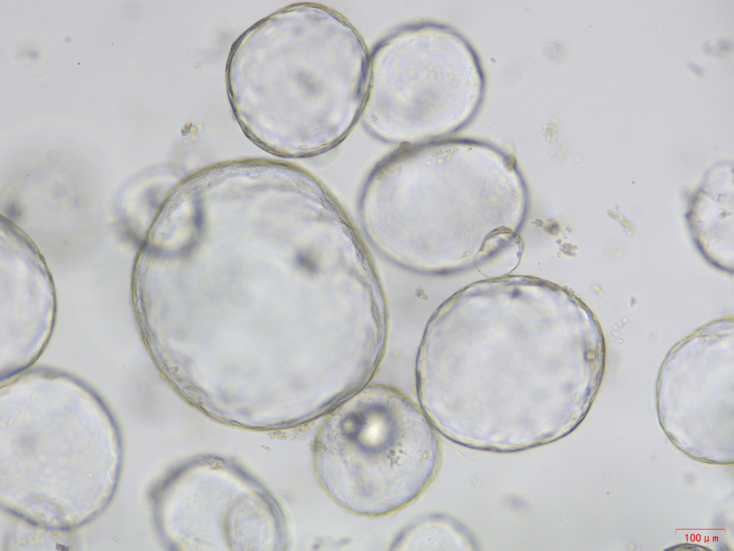 Cholangiocyte Organoid Expansion Culture Medium, Mouse