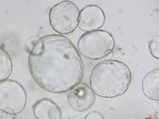 Cholangiocyte Organoid Expansion Culture Medium, Mouse