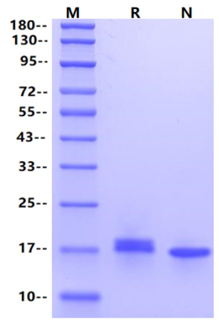 IL-7 Protein, Human