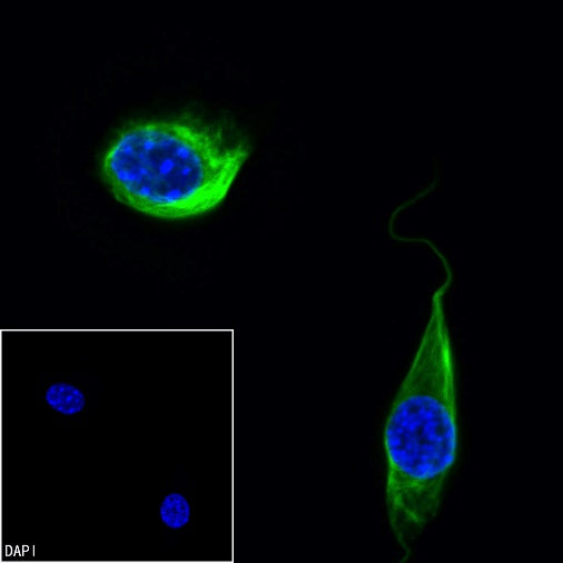 Vimentin Recombinant Rabbit mAb (Alexa Fluor® 488 Conjugate) (S-029-20)