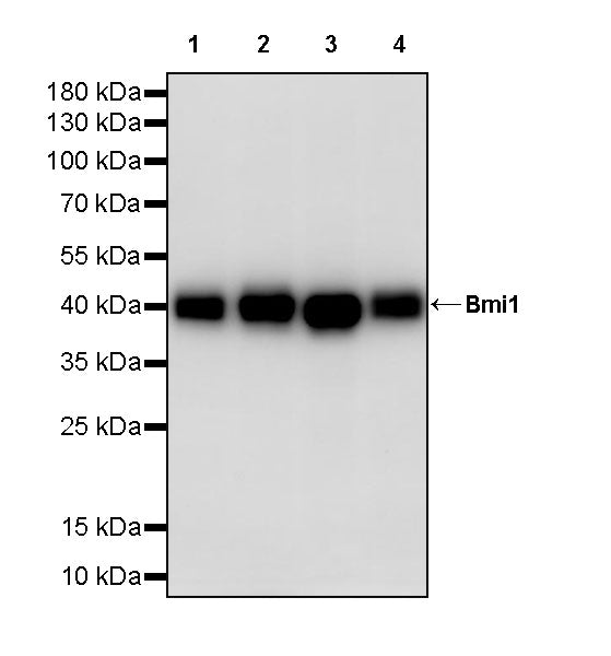 Bmi1 Recombinant Rabbit mAb (S-5143)