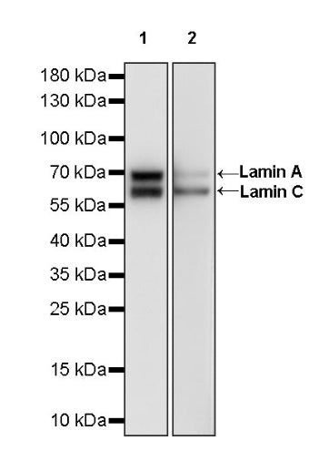 Lamin A/C Recombinant Rabbit mAb (S-950-164)