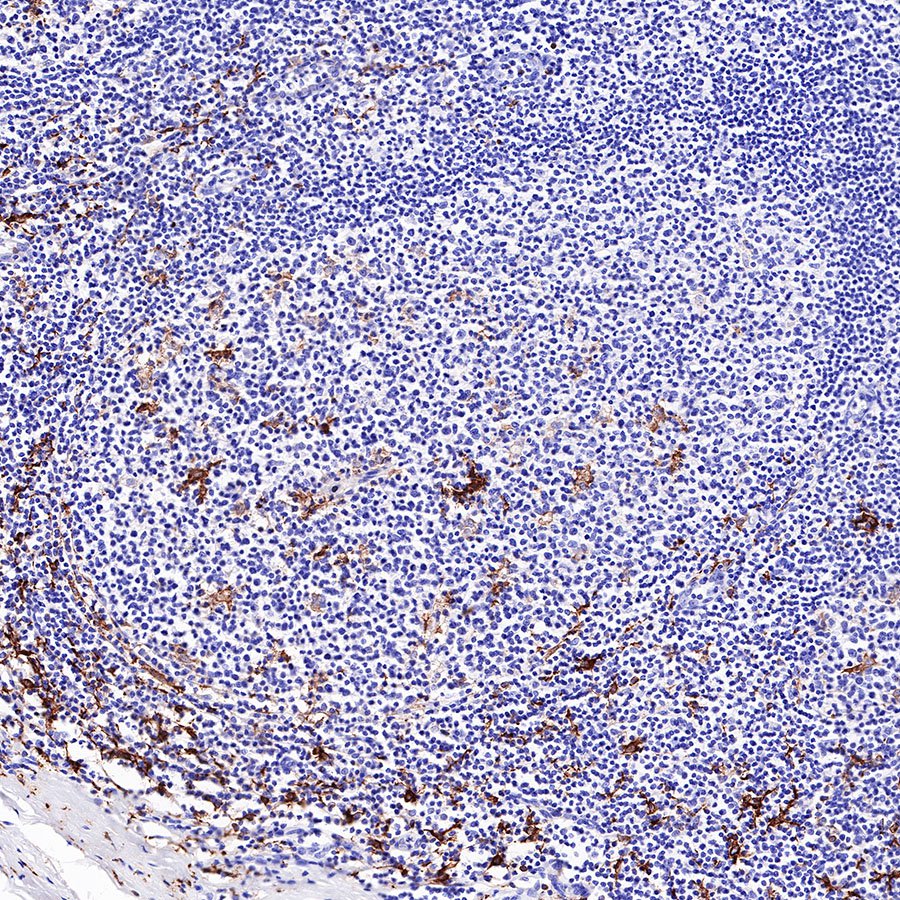 S-RMab® CD163 Recombinant Rabbit mAb,PBS Only (SDT-R164)
