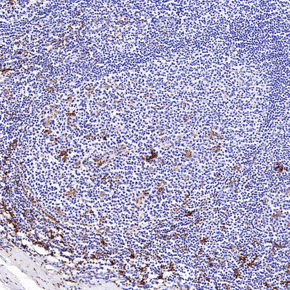 S-RMab® CD163 Recombinant Rabbit mAb,PBS Only (SDT-R164)