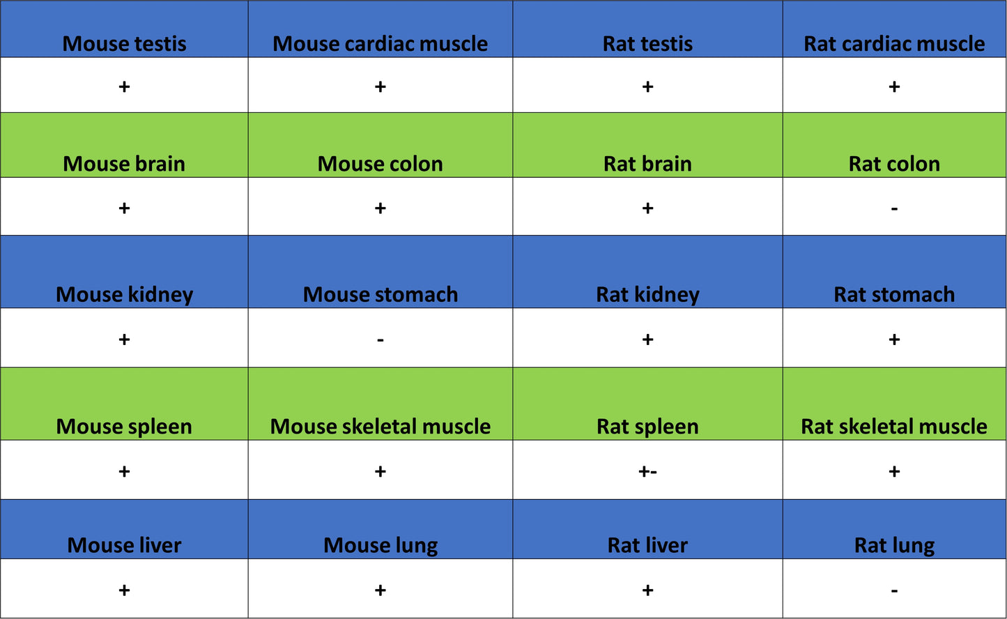 KCNMA1 Recombinant Rabbit mAb (S-2926-33)