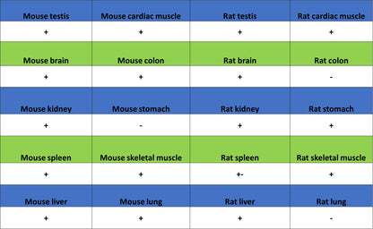 KCNMA1 Recombinant Rabbit mAb (S-2926-33)