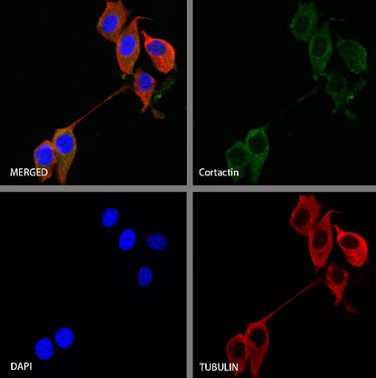 Cortactin Recombinant Rabbit mAb (S-1303-10)
