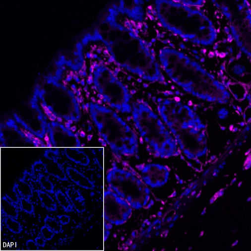 Vimentin Recombinant Rabbit mAb (Alexa Fluor® 647 Conjugate) (S-029-20)