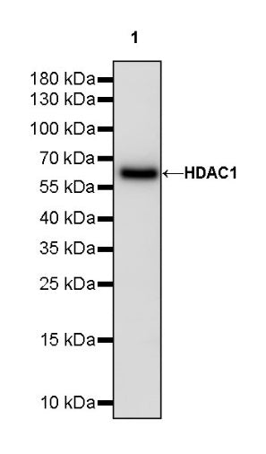 HDAC1 Recombinant Rabbit mAb (HRP Conjugate) (SDT-310-72)