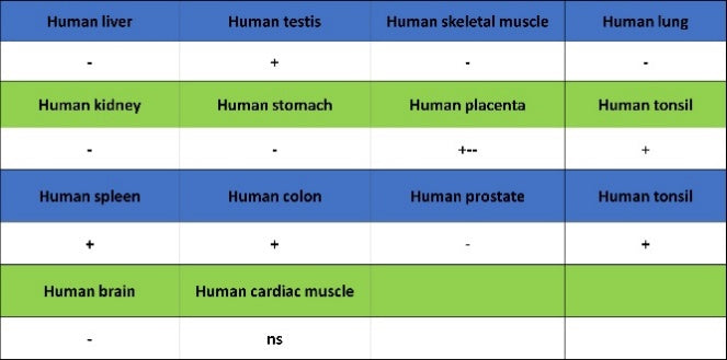 TOP2A Recombinant Rabbit mAb (S-513-107)