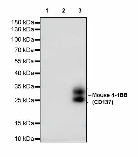 Invivo anti-mouse 4-1BB (CD137) Recombinant mAb