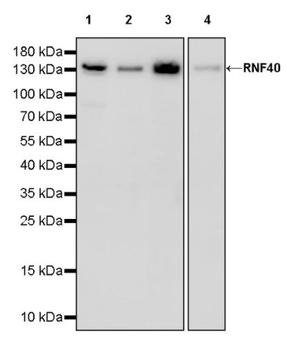 RNF40 Recombinant Rabbit mAb (S-1068-279)
