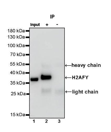 H2AFY Recombinant Rabbit mAb (S-1256-35)