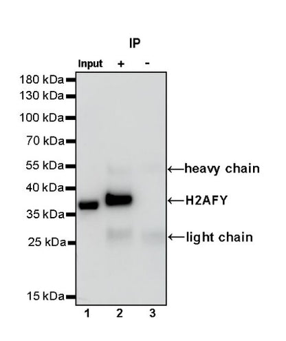 H2AFY Recombinant Rabbit mAb (S-1256-35)