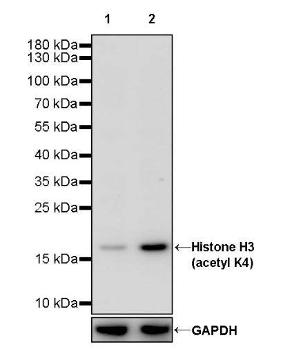 Histone H3 (acetyl K4) Recombinant Rabbit mAb (S-848-137)